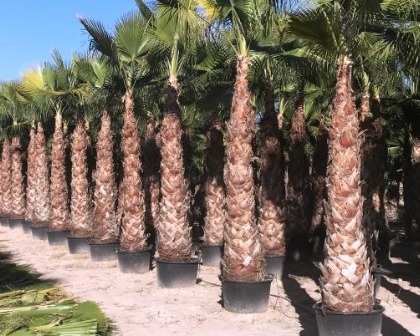 Washingtonia robusta 3-4 meter trunk in container